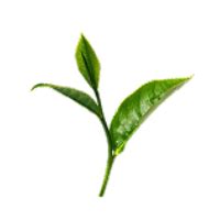Nathmulls Tea of Darjeeling - Trademark Registered Online Tea Store ...