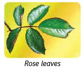 Parts of a Plant Class 3 Notes Science Free PDF