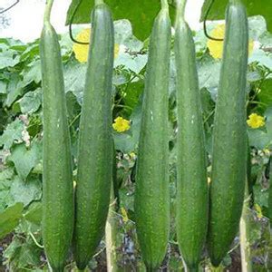 Gromax India Hybrid Vegetable Seeds Sponge Gourd, Peechinga, Goshali ...