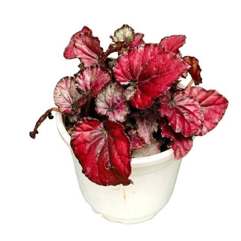 Rex Begonia Red Live Plant – veliyathgardens