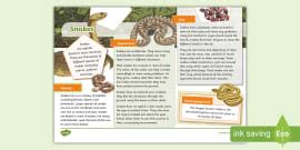 KS1 Snakes Fact File | Animals and Wildlife