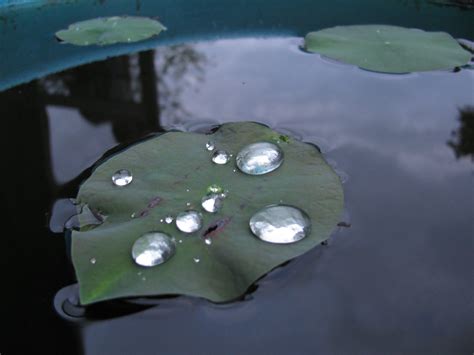 Lotus Germination – Hug A Plant