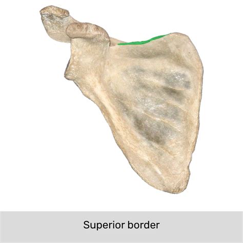 Superior Angle Scapula
