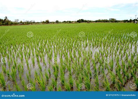 How To Grow Basmati Rice Crop / How Rice is Made | Step by Step Growing ...