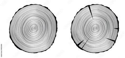 Image result for Tree Ring Cartoon