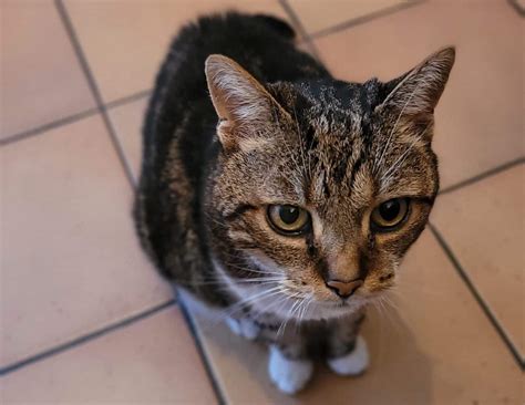 Tabby Cat Facts: EVERYTHING You Need to Know About Tabby Cats (2023)