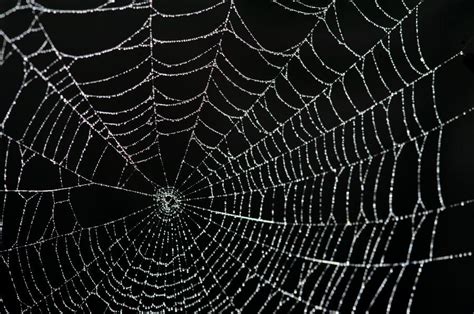 Spiderweb Background - WallpaperSafari