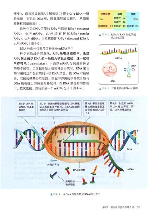 2019新人教版高中生物必修2《遗传与进化》电子课本（高清PDF版）_资源