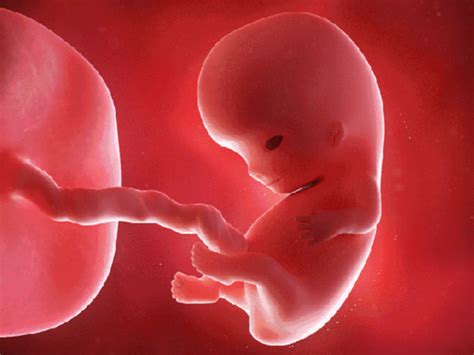 胚胎发育科普/小时候的样子你还记得吗？1到40周胚胎发育史（2）