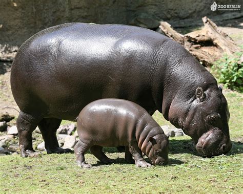 Hippopotamus. Hippopotamus. Hippopotamus. | nature | Pinterest ...