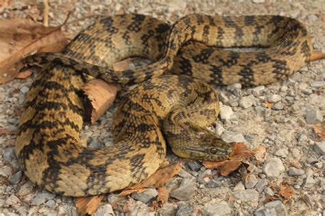 Diamondback Water Snakes