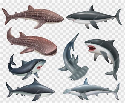 Hammerhead Sharks Clipart