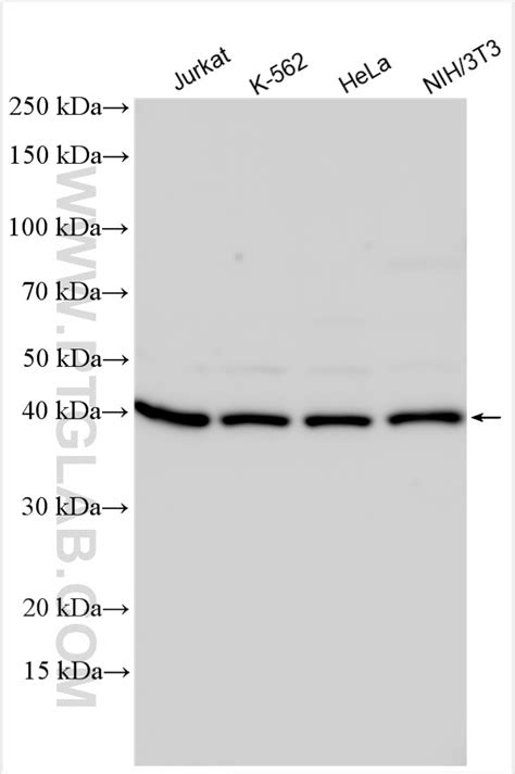 p38 MAPK antibody (14064-1-AP) | Proteintech
