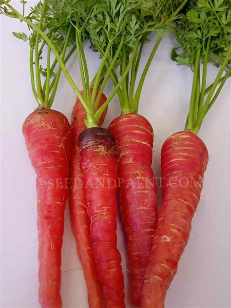 Desi Carrot Red - Open Pollination Seeds – seed and plant