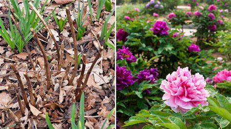 Here’s When You Should Cut Back Peonies For An Explosion Of Blossoms ...