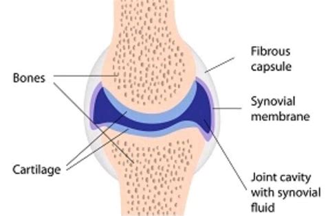 what are joints?..... - Brainly.in