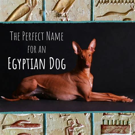 Ancient Egyptian Dog Names - PetHelpful