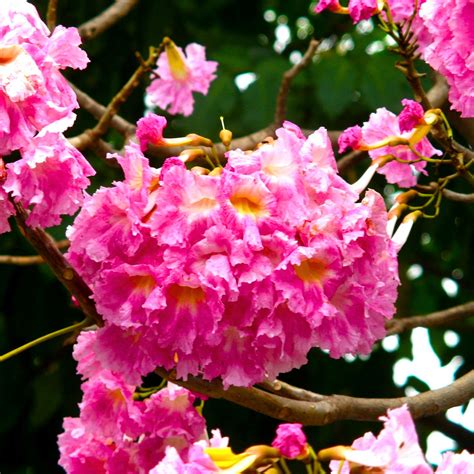 Rosy Trumpet Tree (Tabebuia Rosea) Live Plant – Bloomica