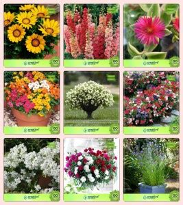 creative farmer Flower Seeds : Seeds For Outdoor Garden Combo Gazania ...