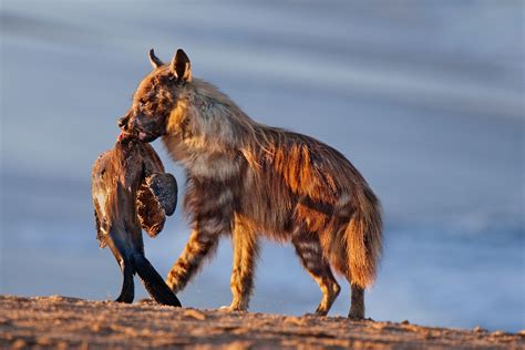 Desert Animals Amazing Desert Animals Surviving In Barren And Arid