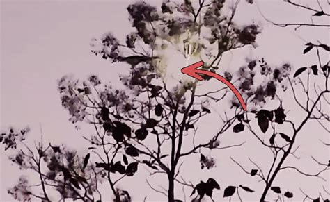 Flying Squirrel: कभी देखी है उड़ने वाली गिलहरी, पेड़ से उड़ते हुए देख ...