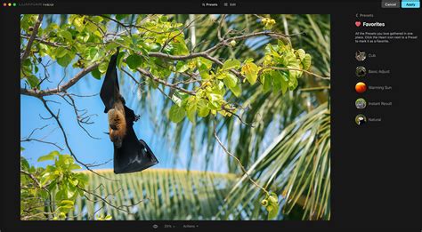 Image result for Neo Luminar Sample