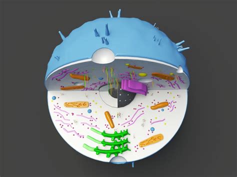 Cell Model 的图像结果