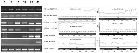 Molecular characterization and expression profiling of arsenic mediated ...