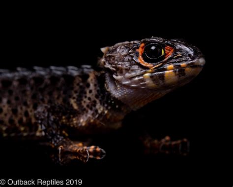 Red Eyed Crocodile Skink Wallpaper