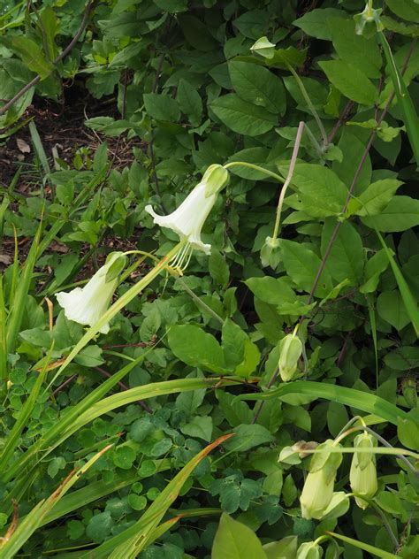 Cobaea scandens Cav. | Plants of the World Online | Kew Science