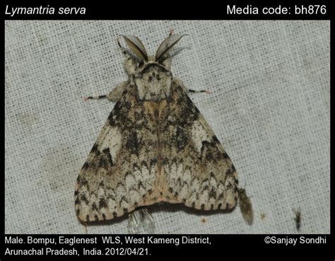 Lymantria serva (Fabricius, 1793) - | Moths