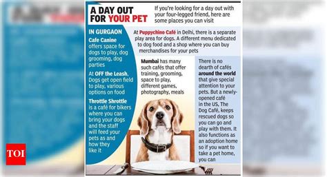 A place to unwind with your pet as MCG plans dog cafe | Gurgaon News ...