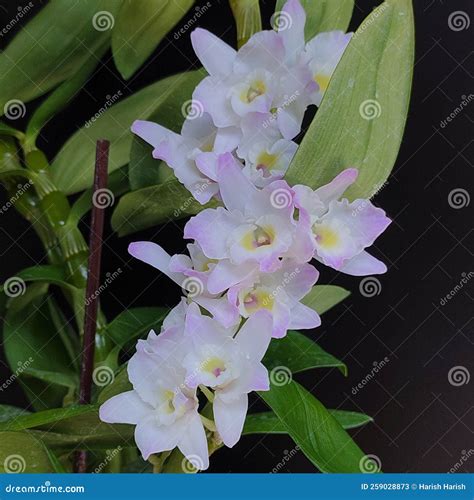 Dendrobium Orchid stock image. Image of orchid, blossom - 259028873