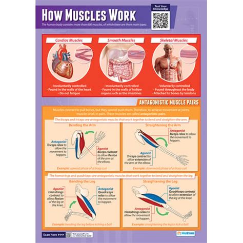 Image result for How Muscles Work Video