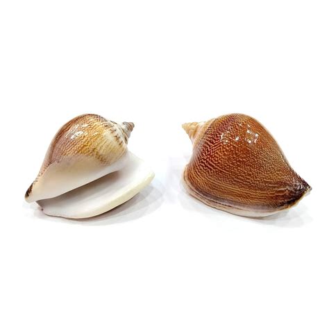 Seashell Arts and Crafts - Viranjan - Dog Conch - Laevistrombus Canari