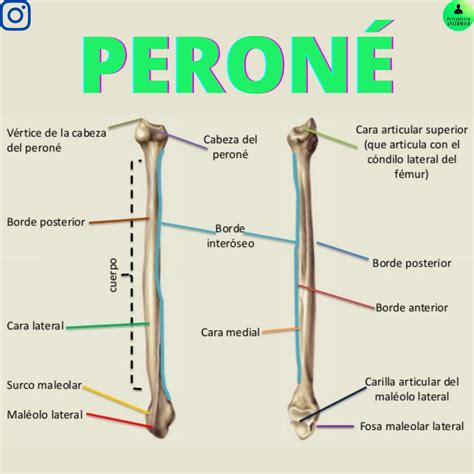 Anatomía Del Peroné Página 4 | Vectores De Tibia Perone Descarga
