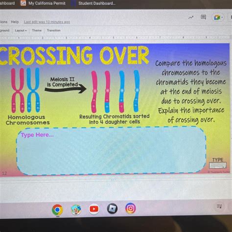 Compare the homologous chromosomes to the chromatids they become at the ...