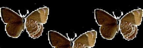 Small Woodbrown butterfly rediscovered in Sikkim after 120 years