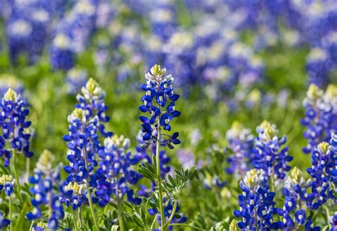 Facts About The Bluebonnet Texas State Flower | Best Flower Site