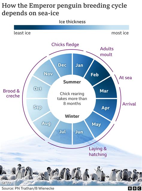 Emperor Penguin Breeding Cycle Australian Antarctic Division