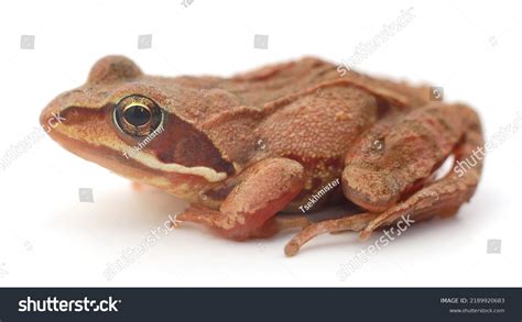 Image result for Small Tree Frog
