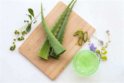 8 Uses Of Aloe Vera That You Should Make A Note Of | Femina.in