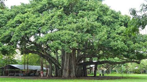 Petition · Help create a mass movement to green our cities with trees ...