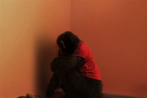 The First Trailer for 'Primate' Is the 'Nope' Opening on Simian Steroids