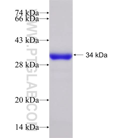GGA2 Fusion Protein Ag28185 | Proteintech