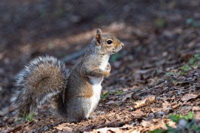 Image result for Squirrel Control