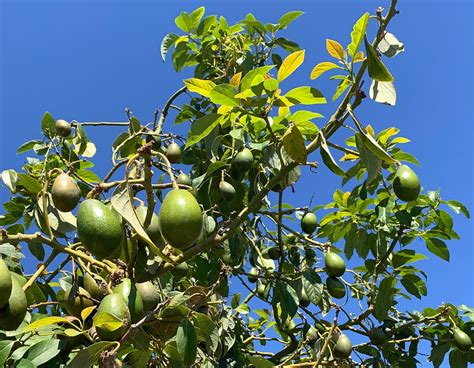 Image result for Small Avocado Tree