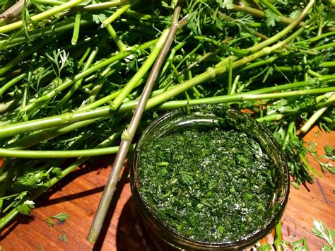 10 Reasons Why Cilantro Is Good For You - Our Permaculture Life