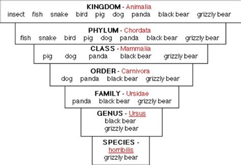 Classification System Flashcards 的图像结果