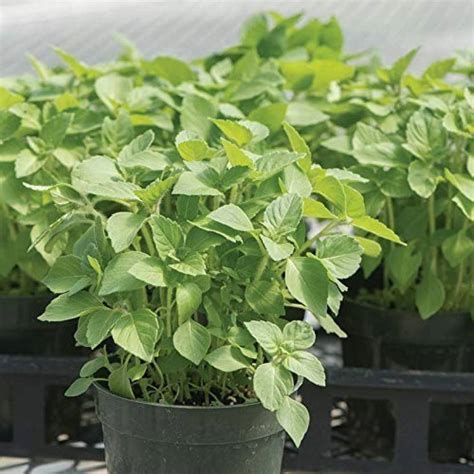 Aro Holy Basil, Tulsi, Tulasi Seed Price in India - Buy Aro Holy Basil ...
